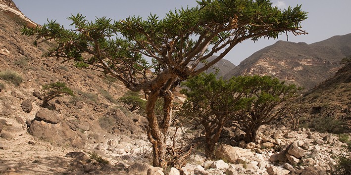 Boswellia serrata o que e para que serve